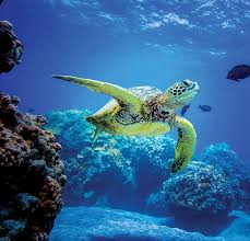 Rehabilitation of ocean resources